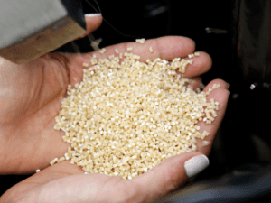 Granulated recycled plastics being held